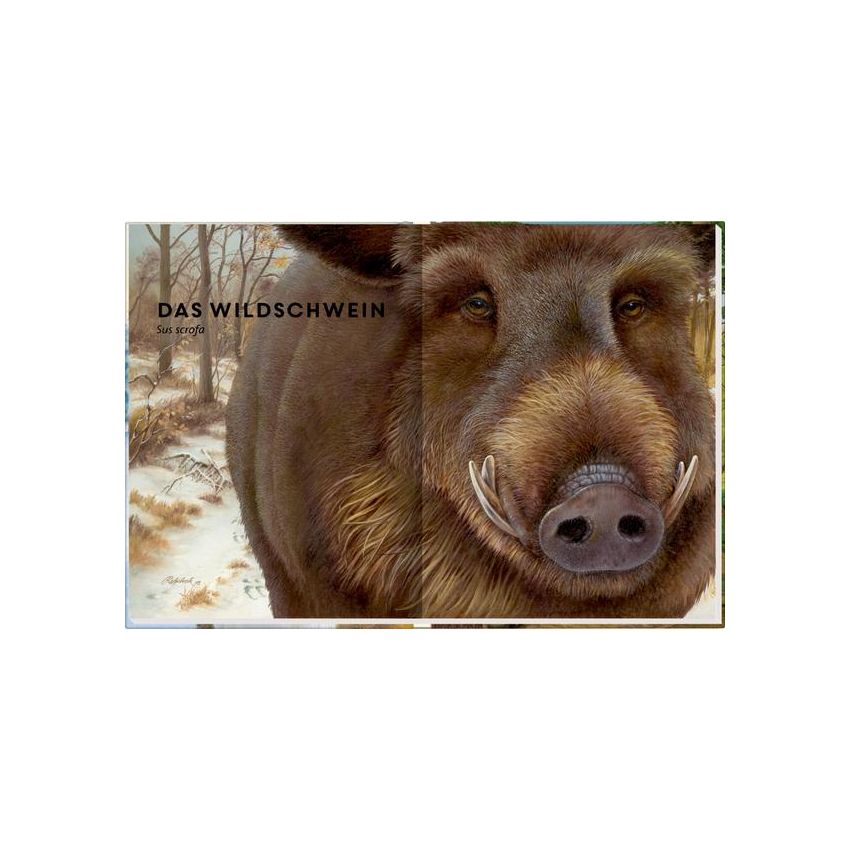 Coppenrath - Lebensgross