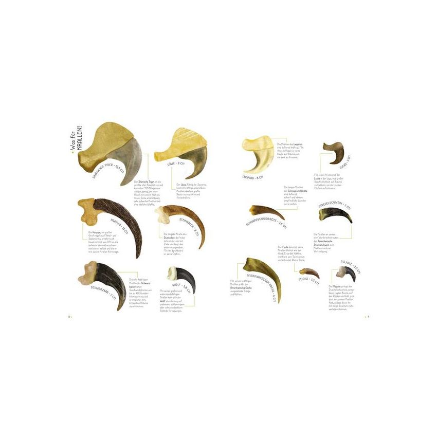 WSKids - 100% Tiere in Lebensgrösse