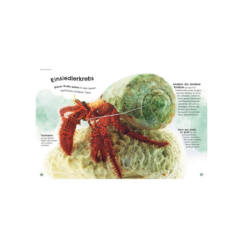 Dorling Kindersley - Tiere zum Staunen Salamander, Tukan, Fledermaus - ganz nah