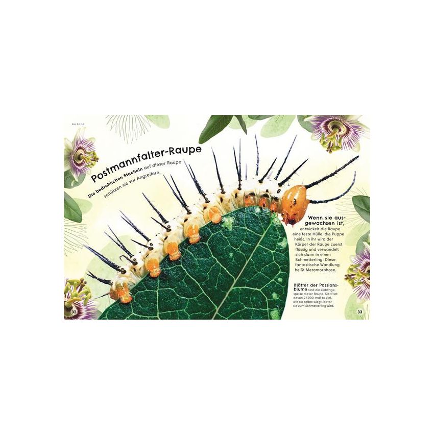 Dorling Kindersley - Tiere zum Staunen Salamander, Tukan, Fledermaus - ganz nah