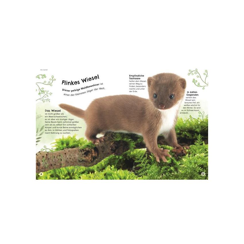 Dorling Kindersley - Tiere zum Staunen Salamander, Tukan, Fledermaus - ganz nah