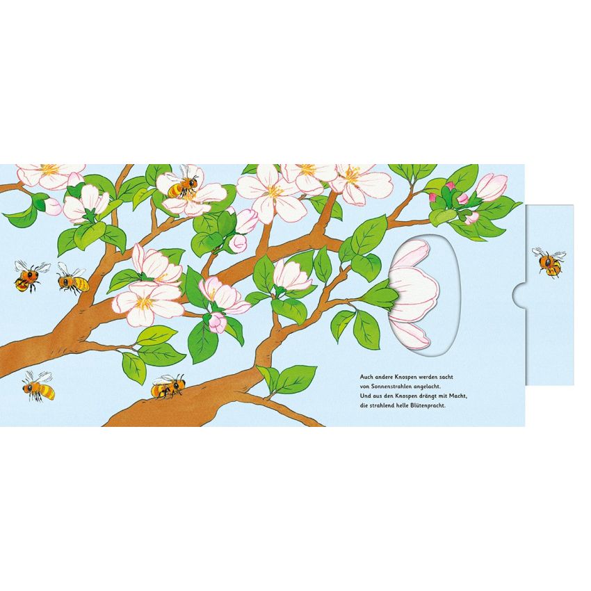 Sauerländer Verlag - Das Apfelwunder - Zum Schieben, Klappen und Staunen