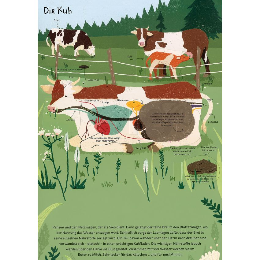 Gerstenberg Verlag - Drüber & drunter - Tiere