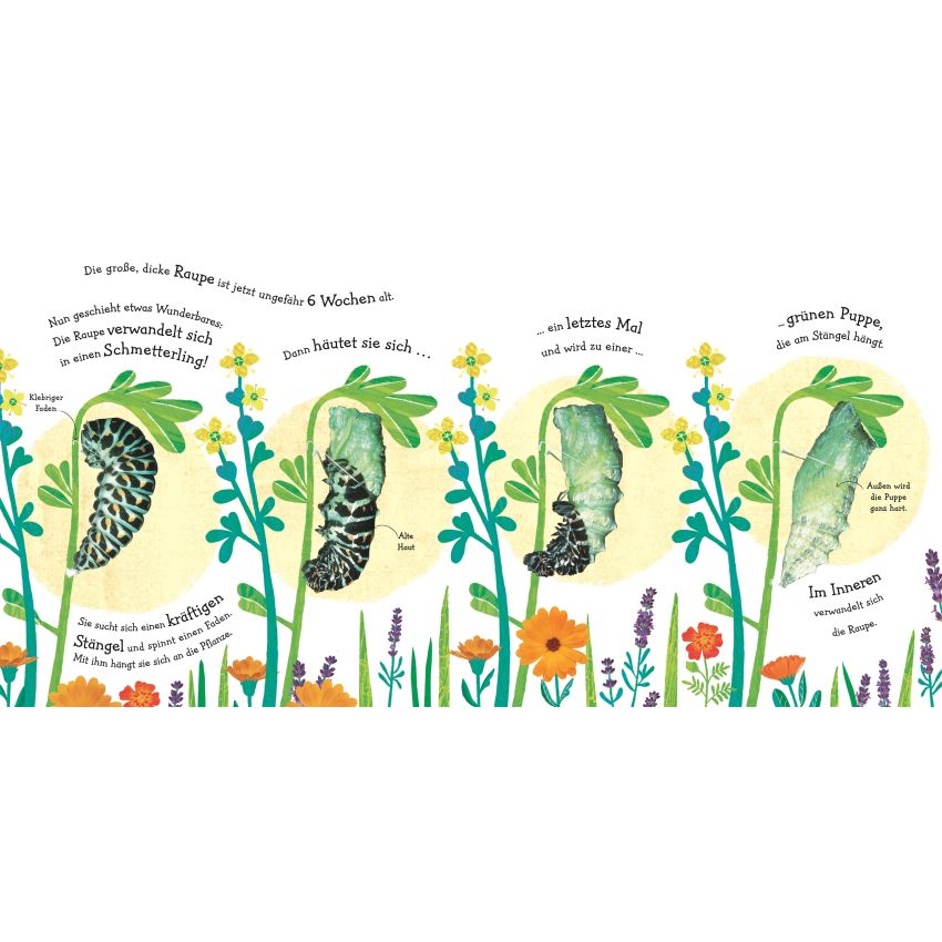 Dorling Kindersley - Wie wird die Raupe zum Schmetterling?