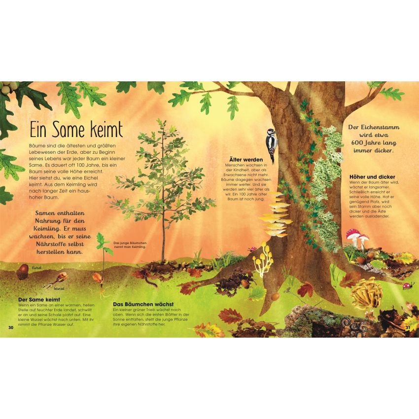 Dorling Kindersley -  Bäume - Entdecke die verborgene Welt des Waldes