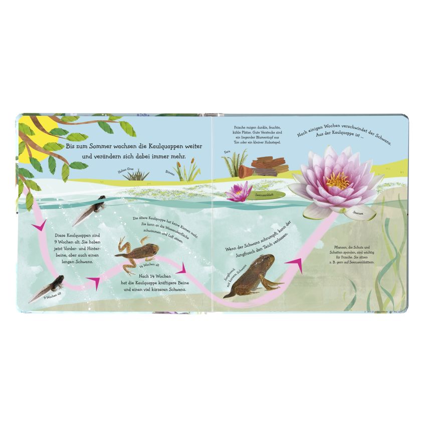 Dorling Kindersley - Wie wird die Kaulquappe zum Frosch?