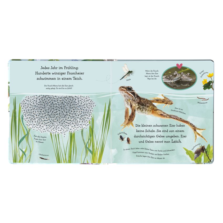 Dorling Kindersley - Wie wird die Kaulquappe zum Frosch?