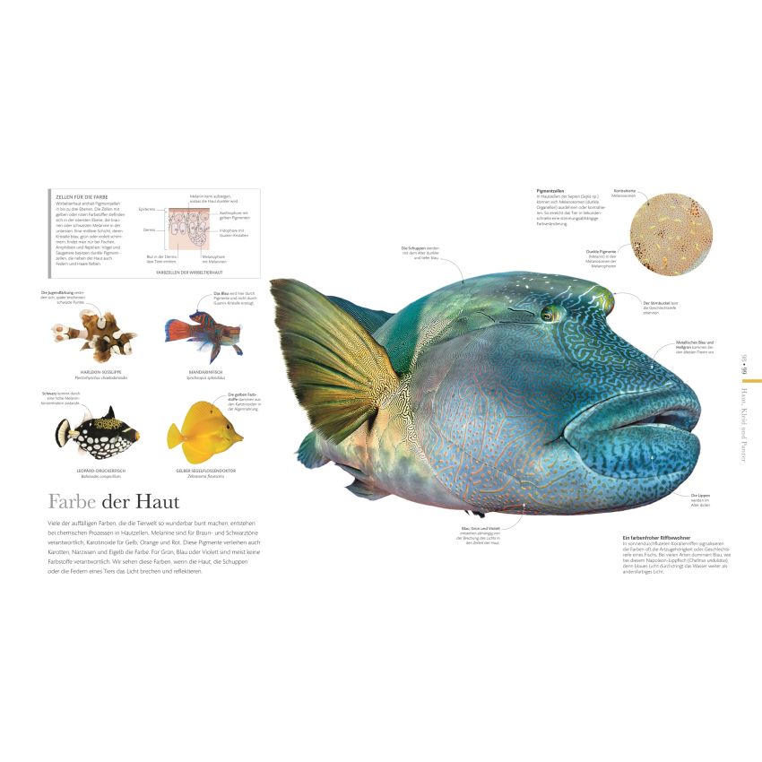 Dorling Kindersley - FAUNA - Wunderwelt der Tiere