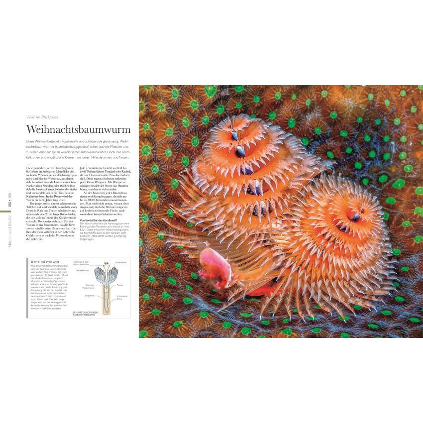 Dorling Kindersley - FAUNA - Wunderwelt der Tiere