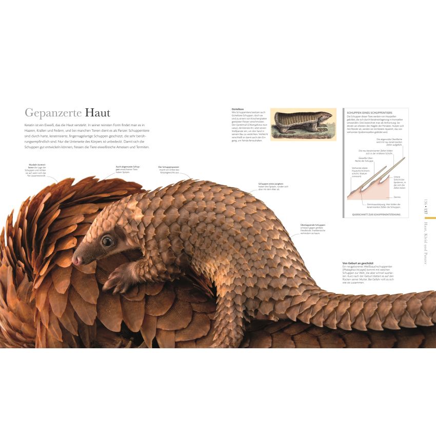 Dorling Kindersley - FAUNA - Wunderwelt der Tiere