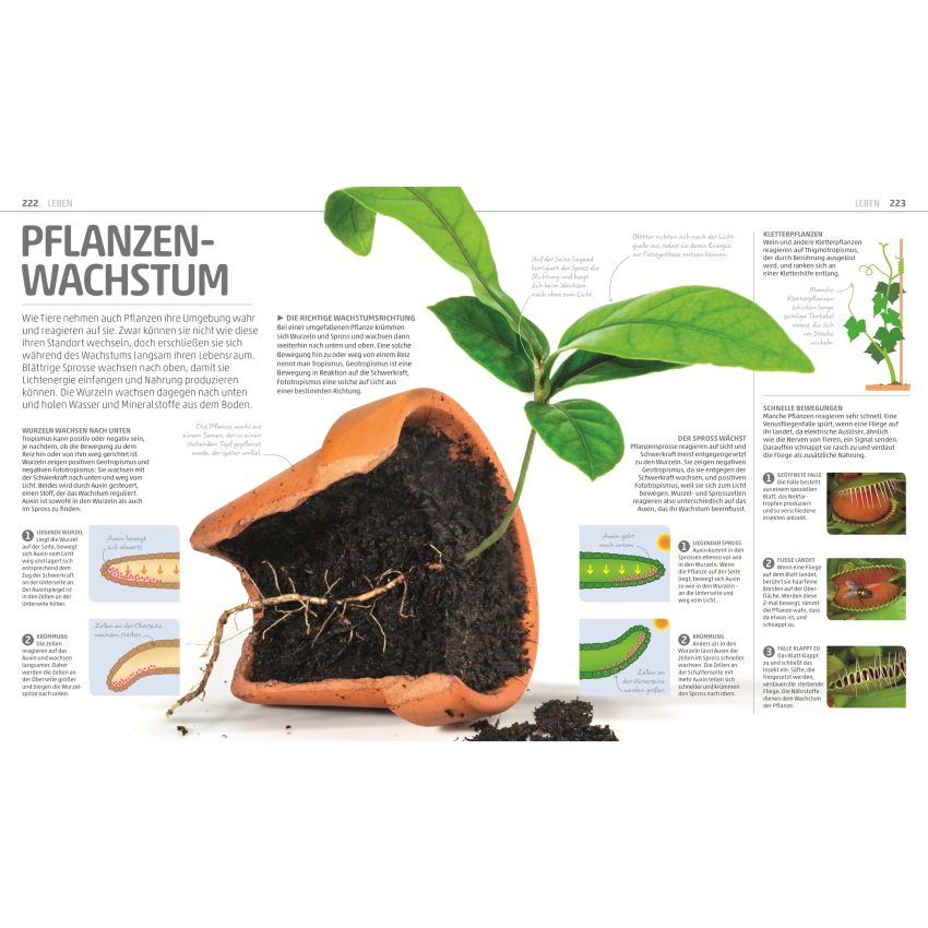 Dorling Kindersley - Mega-Wissen. Natur & Technik