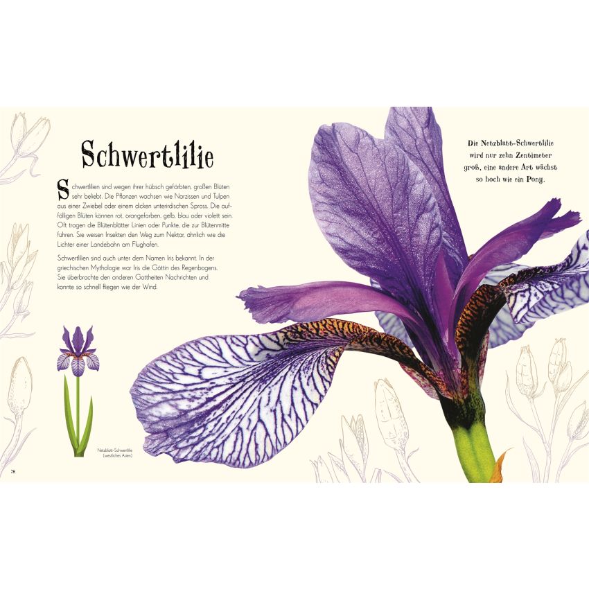 Dorling Kindersley - Wundervolle Welt der Natur