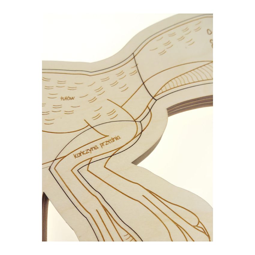 Stuka Puka - Holz Anatomie Puzzle Dinosaurier (deutsch)