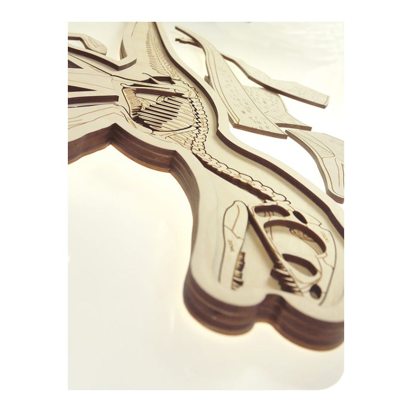 Stuka Puka - Holz Anatomie Puzzle Dinosaurier (deutsch)