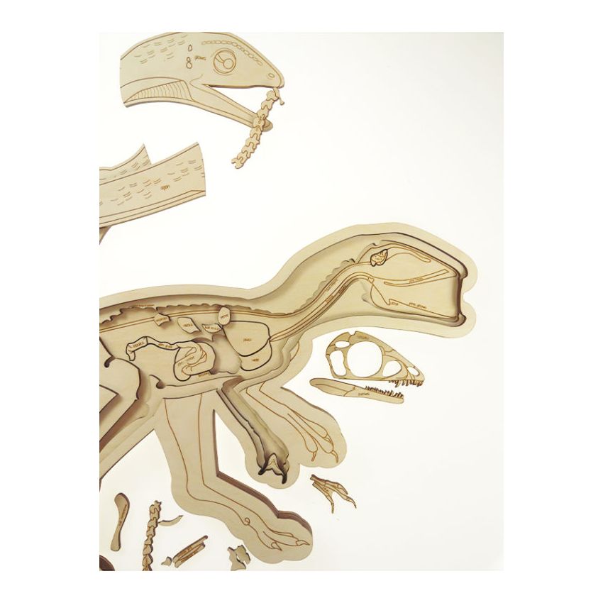 Stuka Puka - Holz Anatomie Puzzle Dinosaurier (deutsch)