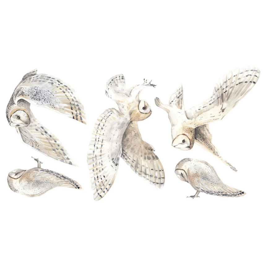 Ginger Monkey - Eulen Set