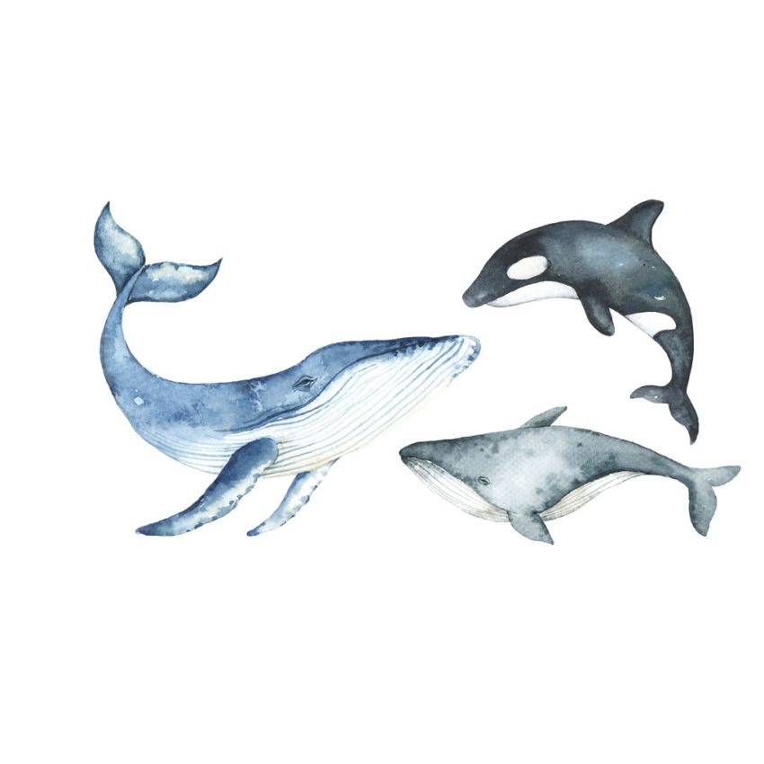 Ginger Monkey - Wale 1/2 Set