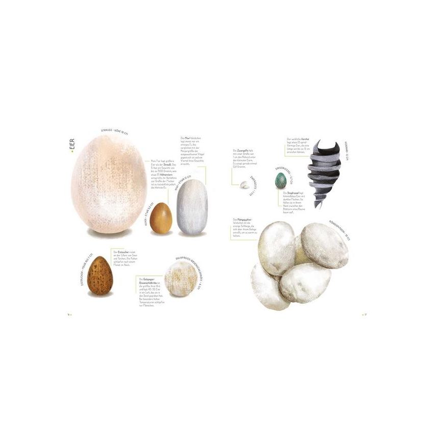 WSKids - 100% Tiere in Lebensgrösse