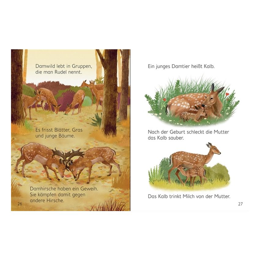 Usborne Verlag - Mein erstes Natur-Wissen: Waldtiere