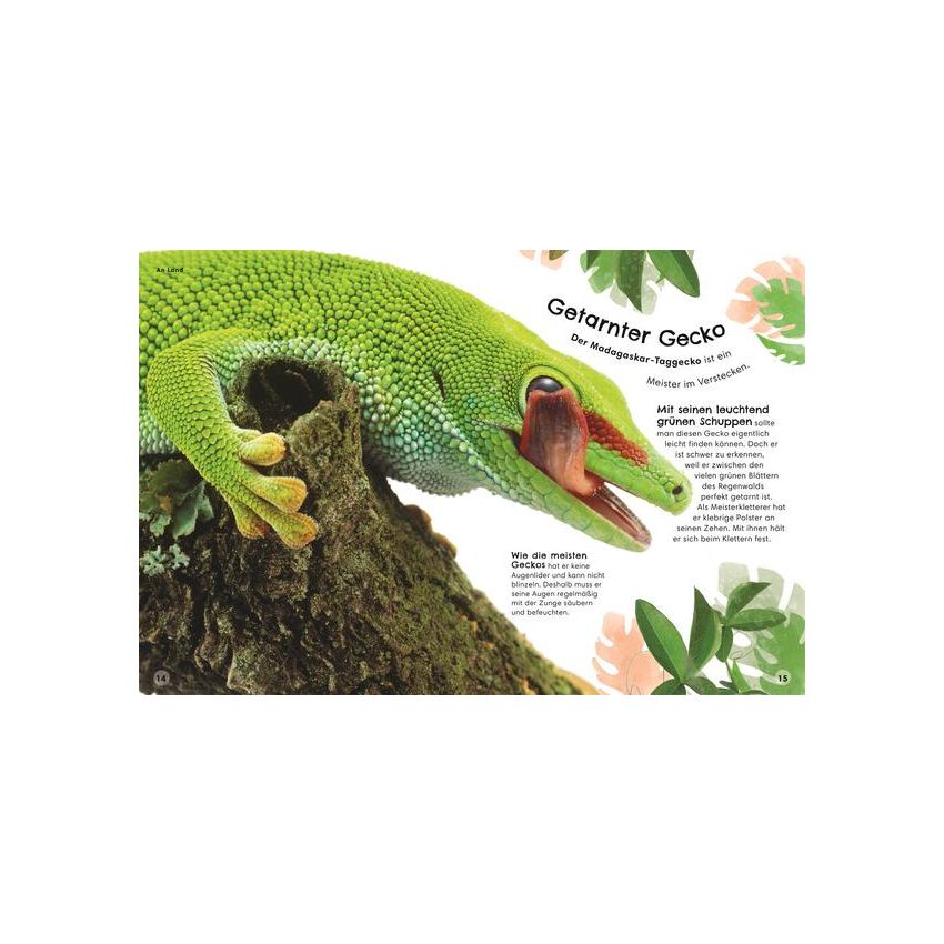 Dorling Kindersley - Tiere zum Staunen Salamander, Tukan, Fledermaus - ganz nah