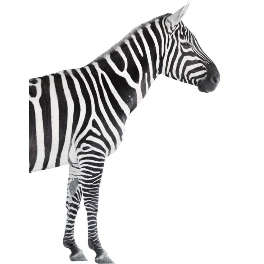 Ginger Monkey - Zebra Wandkleber