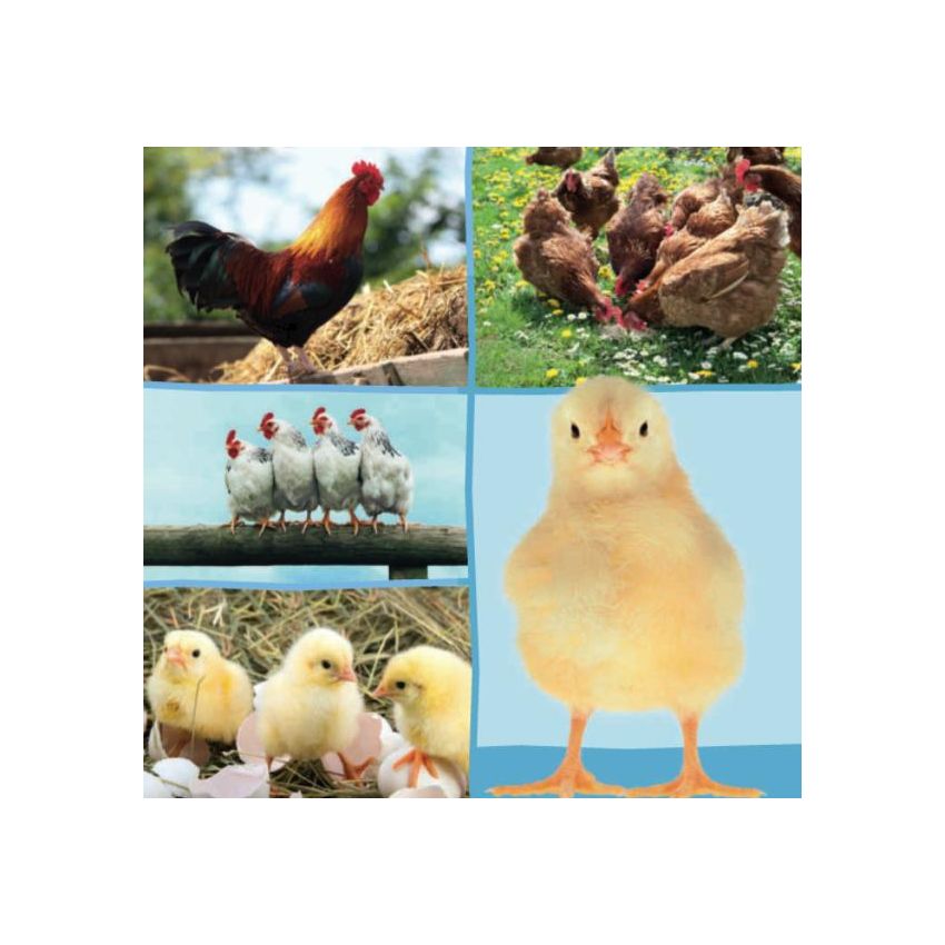 arsEdition - Hör mal rein, wer kann das sein?  Bauernhoftiere