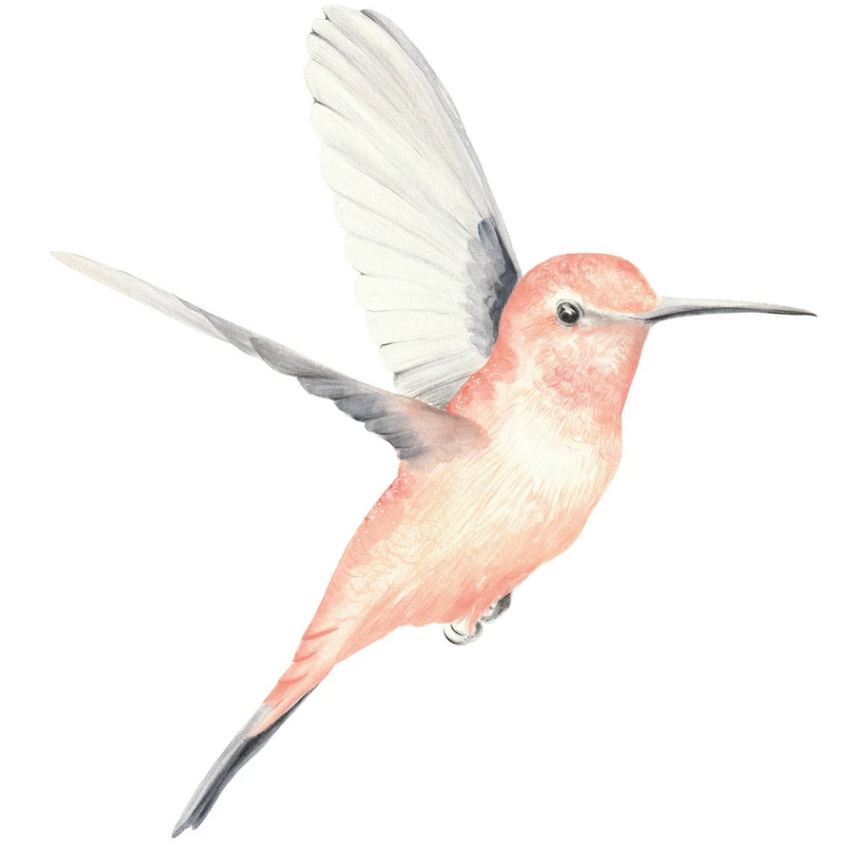 Ginger Monkey - Watercolour Kolibris