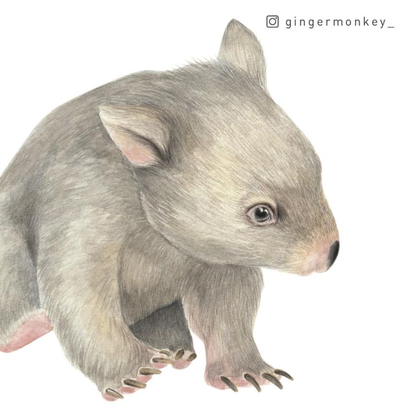 Ginger Monkey - Australische Tierbaby- Welt mit Baumwelt