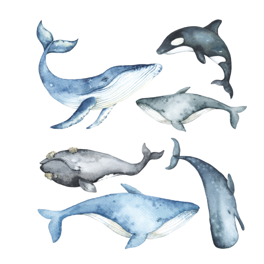 Ginger Monkey - Wale