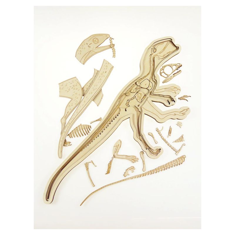 Stuka Puka - Holz Anatomie Puzzle Dinosaurier (deutsch)