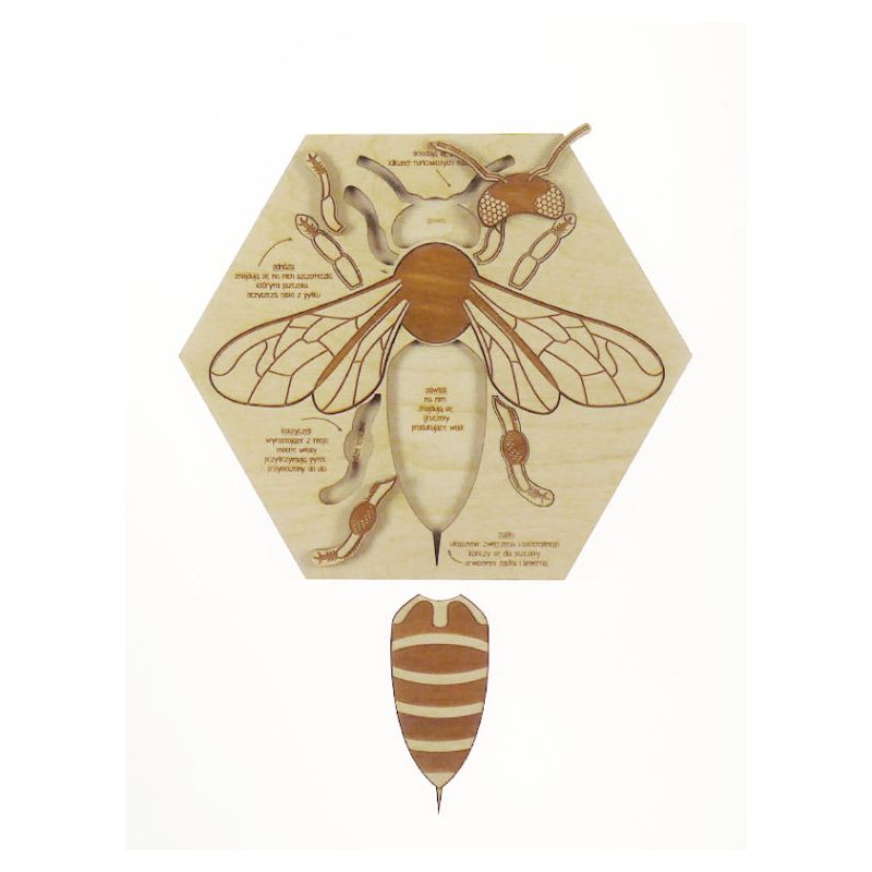 Stuka Puka - Holz Puzzle Bienen Anatomie (deutsch)